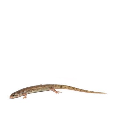 Ocellated Skink
